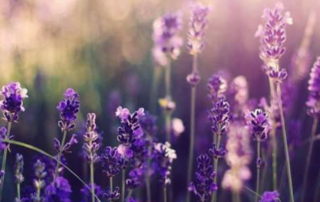 An Evening of Mindfulness