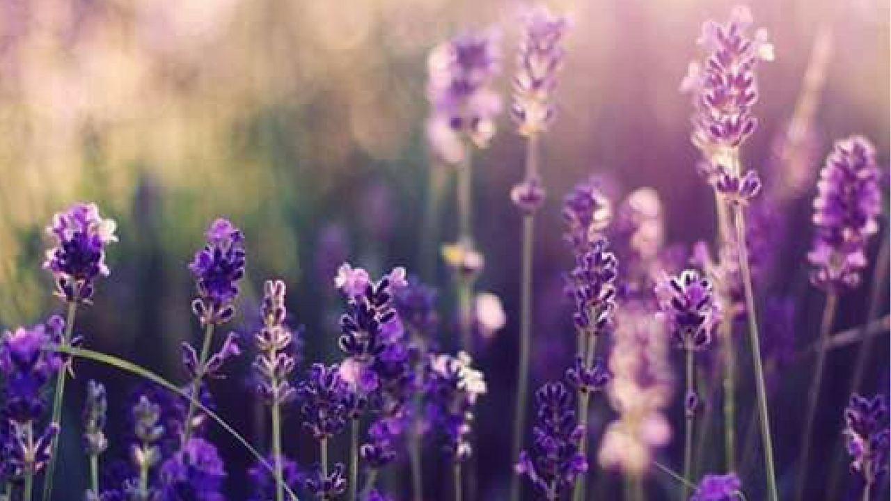 An Evening of Mindfulness