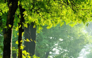 TRE Intor - Tree Canopy