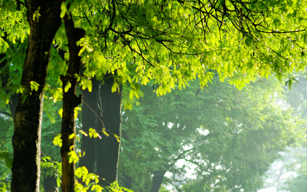 TRE Intor - Tree Canopy