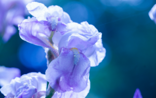 Lilac coloured iris flower
