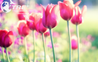 Pink Tulips - TRE Provider Workshops