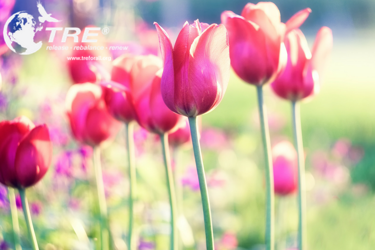 Pink Tulips - TRE Provider Workshops