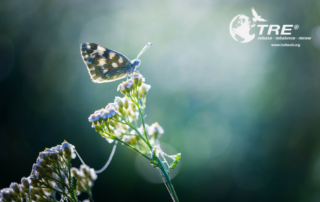 Butterfly - TRE Open Classes