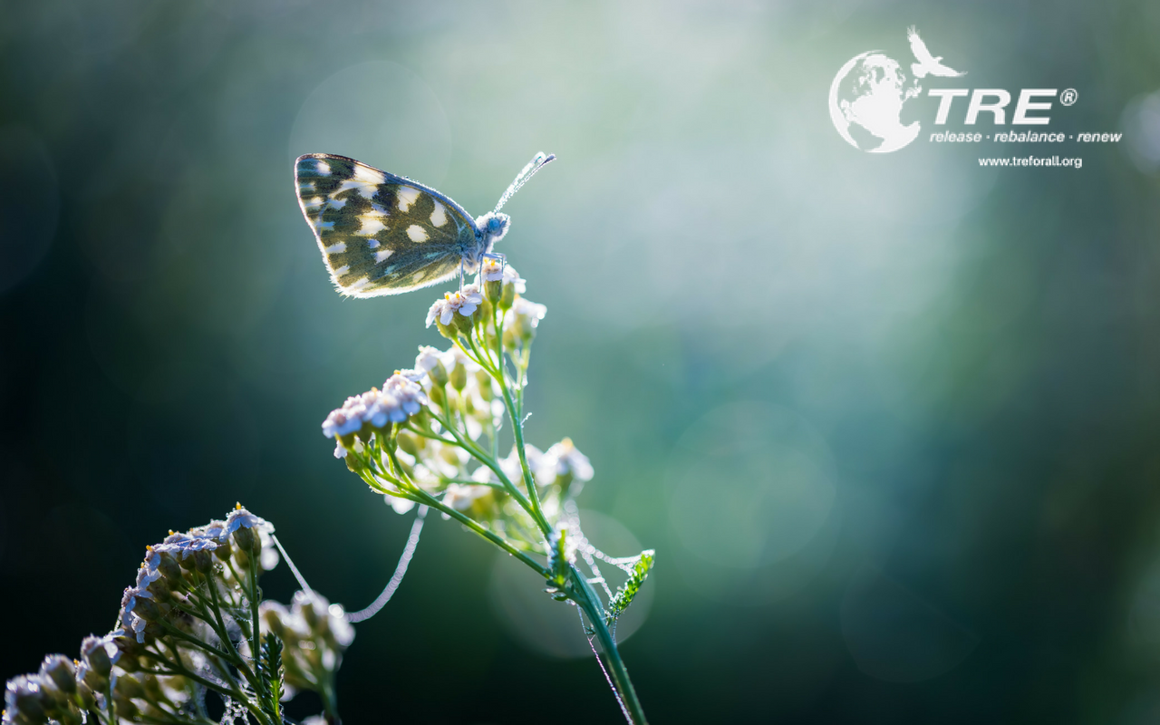 Butterfly - TRE Open Classes